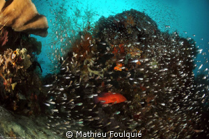 glass-fishes and coral grouper. housereef, Misool by Mathieu Foulquié 